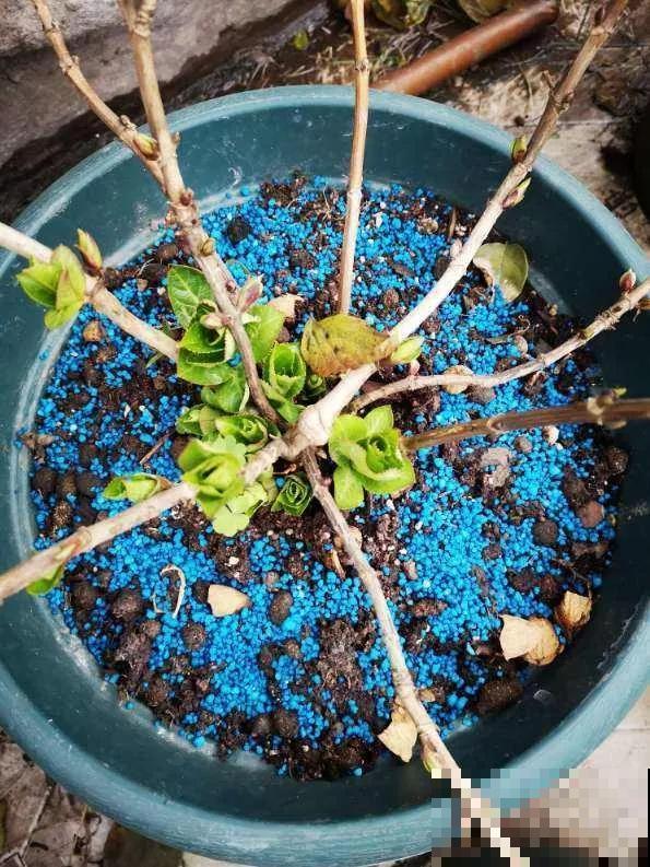 春天养花，别乱修剪，小心一年不开花