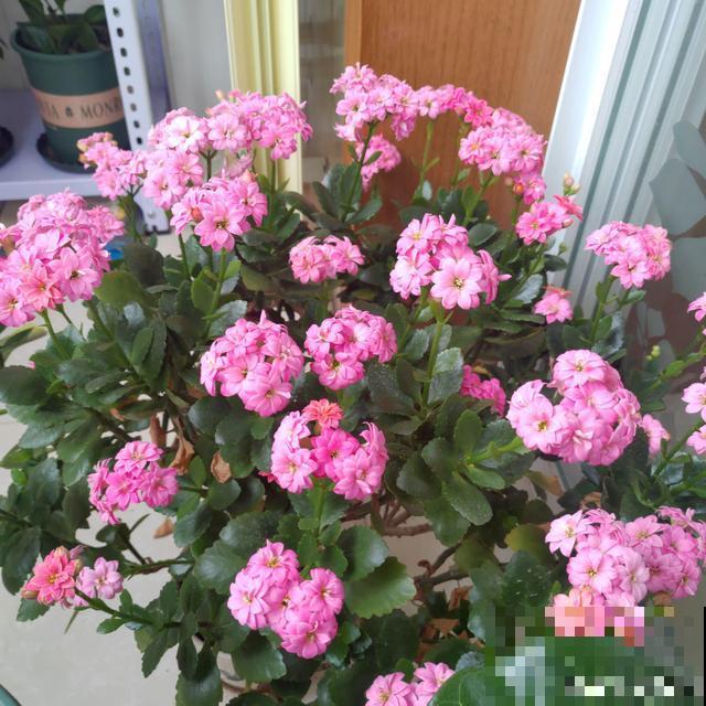 养了3年的长寿花，长成一棵大树，开花上百朵！