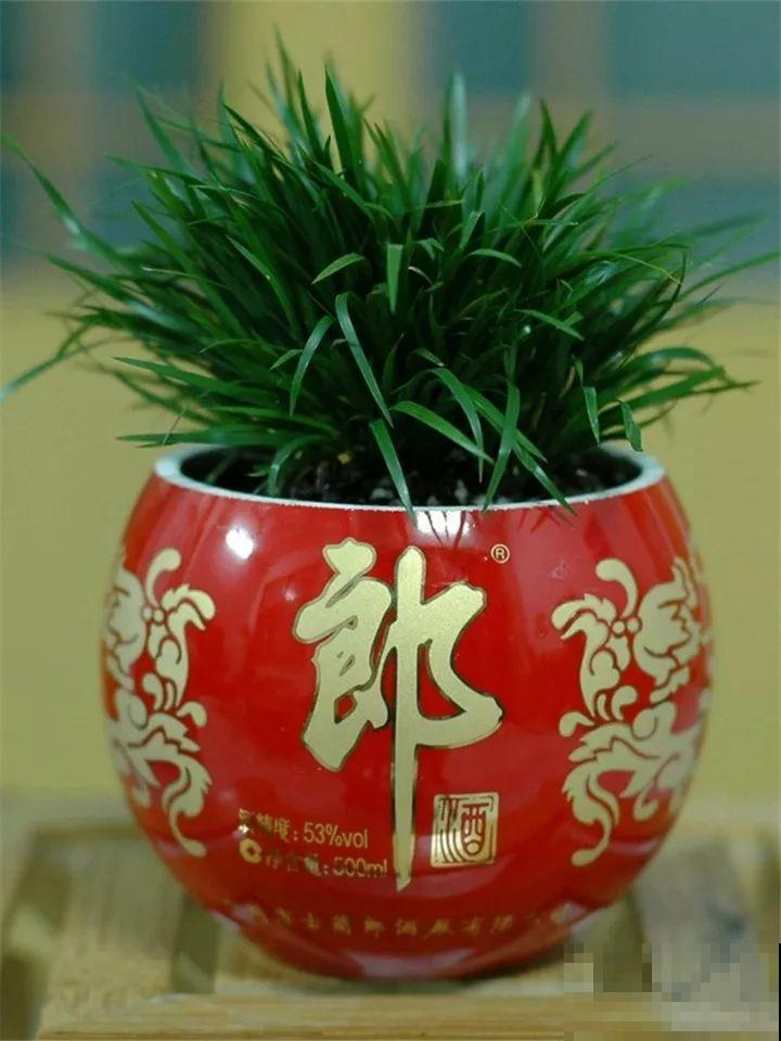 酒瓶子舍不得扔，做成花盆，美到你认不出来！