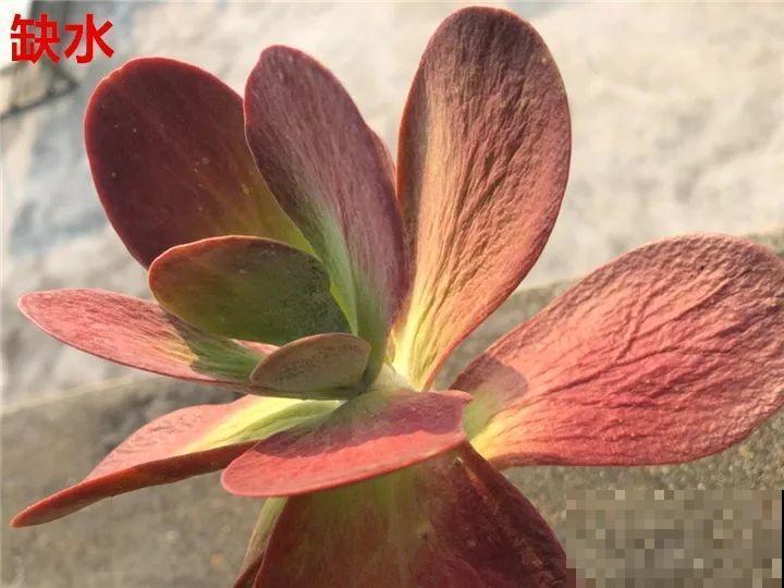 花变成这样，立马剪撒点粉，否则撑不过7天！
