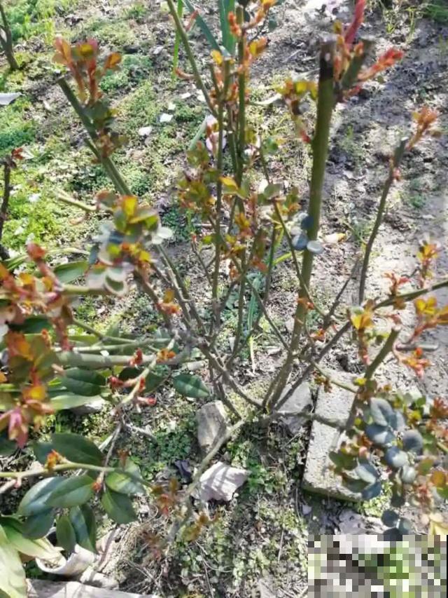 养花就得勤“掐”，别心疼，掐完才能呼呼冒芽