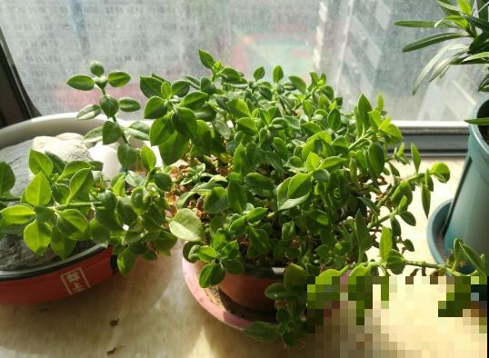 6种花适合吊起来养，挂在窗前，比窗帘还好看！
