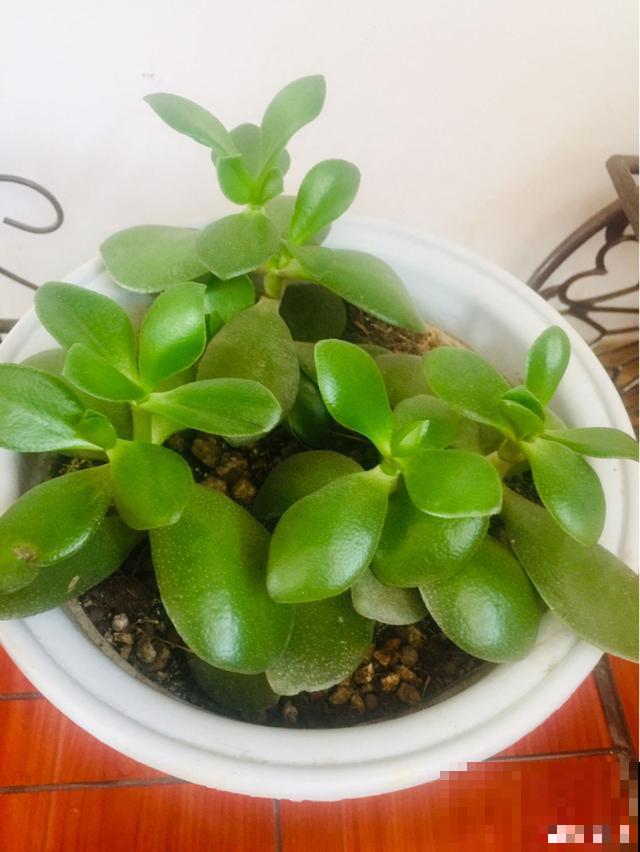 一次疫情，荒芜不了整个春天，阴霾会过去，鲜花也会盛开！