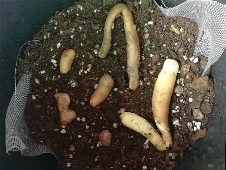 这花的根像山药棍，埋土里就活，一年后数量翻倍！