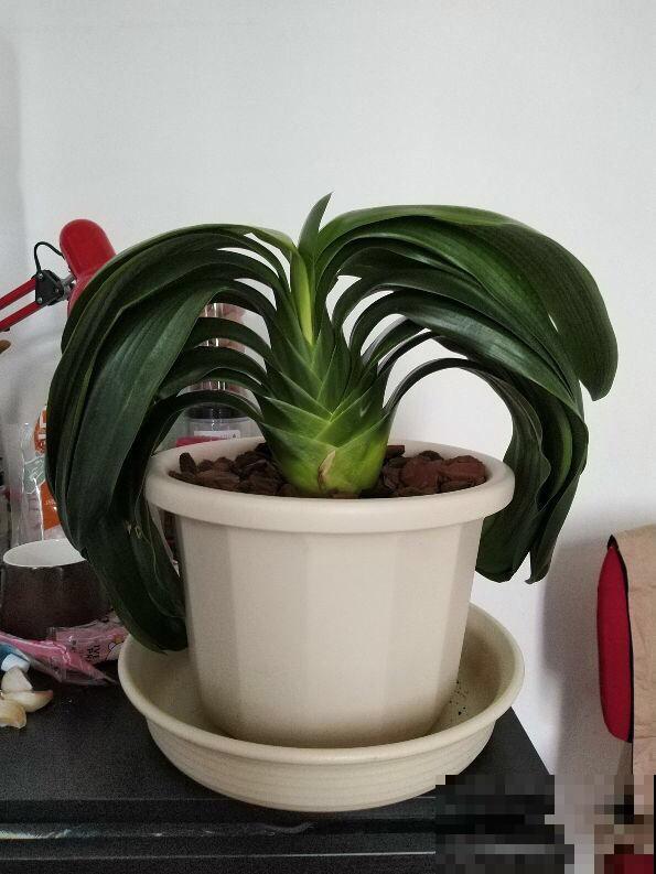 2种花，低于5℃赶紧搬进屋，否则冻得只剩盆