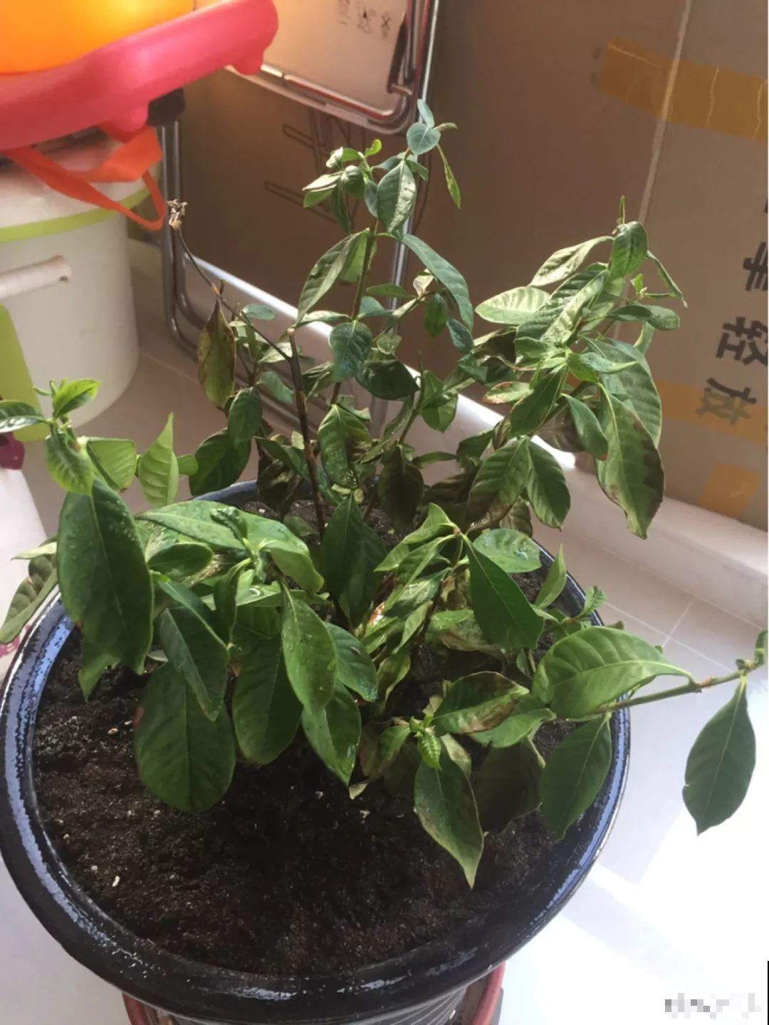 假期延长20天，家里的花全都蔫巴巴，抓紧救，还能活！