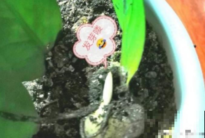 春天不用买花，揪一片叶子插土里，就能养爆盆！