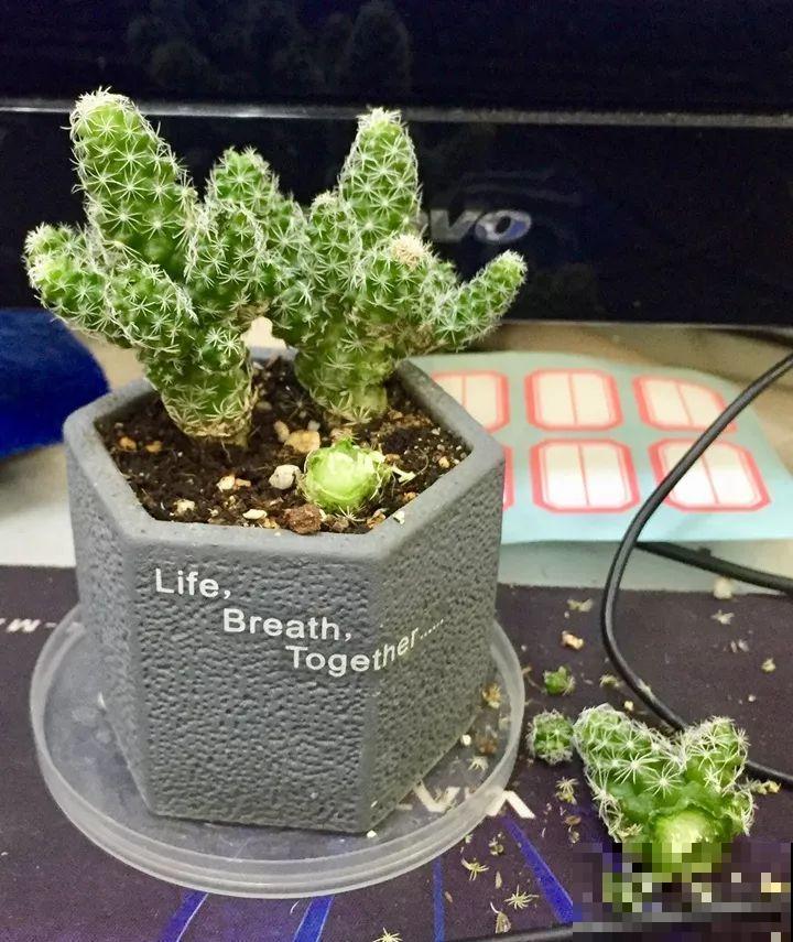 家里养的宝贝花，老鼠最爱偷吃，一夜啃个精光！