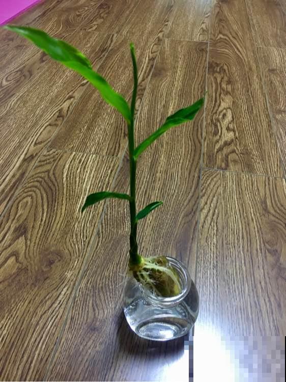 切块生姜扔盆里，10天长成小盆景，还能结出一桶姜！