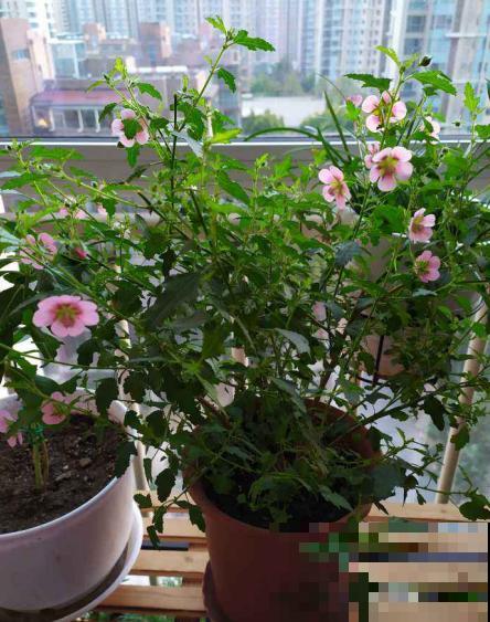 植物养着养着就死了，其实砍一刀就解决，一周就呼呼冒新芽！