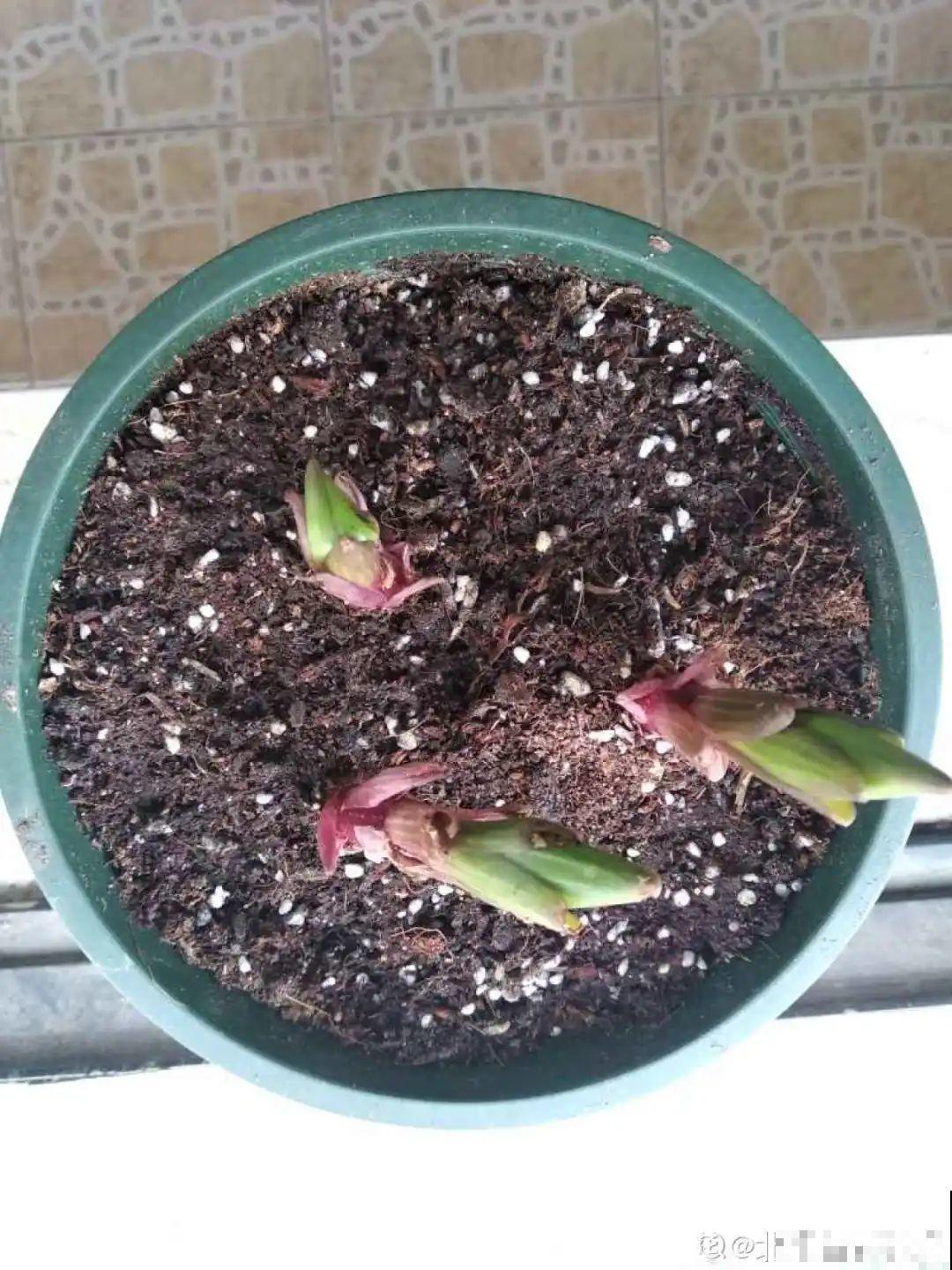 春天养花选错盆，烂根又黄叶，啥花都养不活！