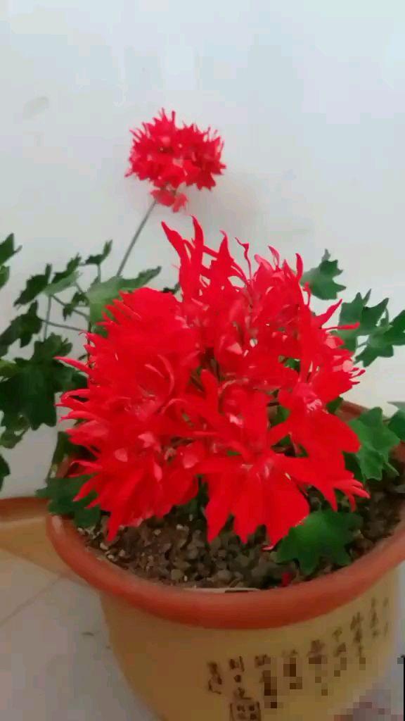特能爆盆的花，揪个叶子插土里，1盆能让阳台变花园
