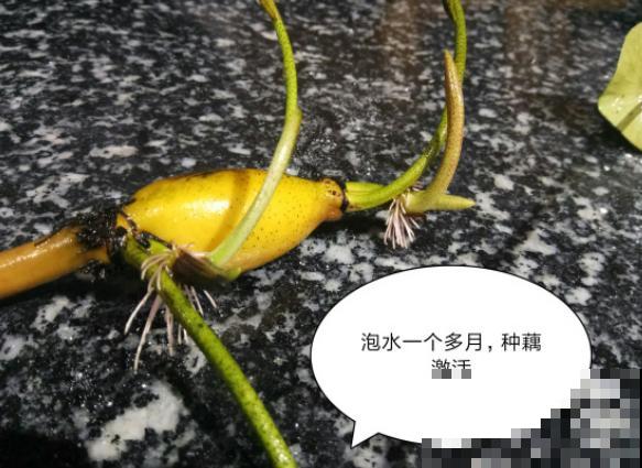 春天适合种一盆碗莲，浇多少水都没事，开花香远益清！