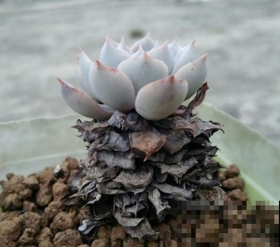 多肉赶紧摘叶子，摘完别浇水，很快冒出新芽来！
