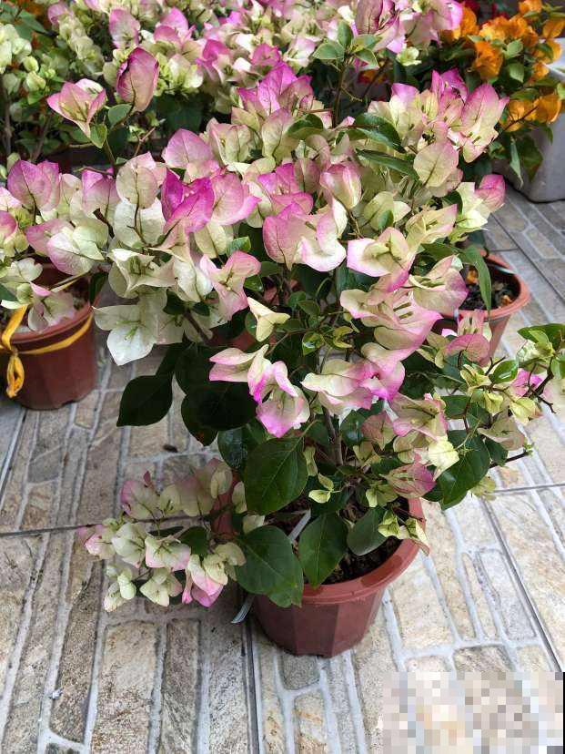 这花“体积大”，适合种在大盆里，盆越大花长得越旺