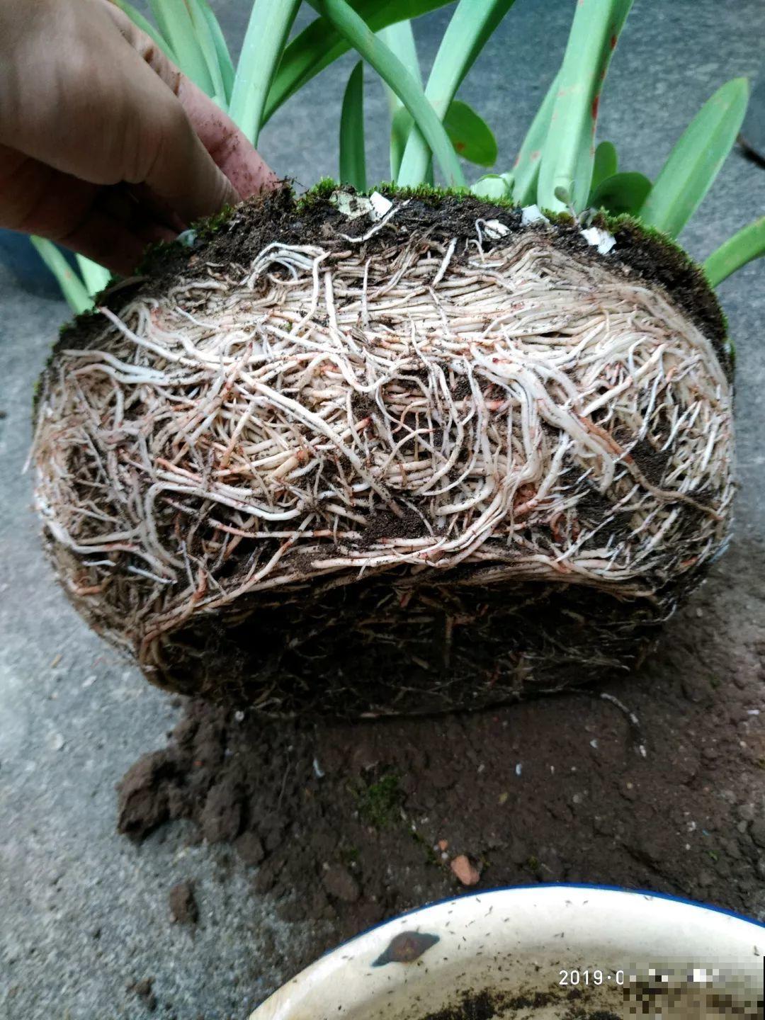 这花太能生，根系长满一轮胎，必须要换盆！