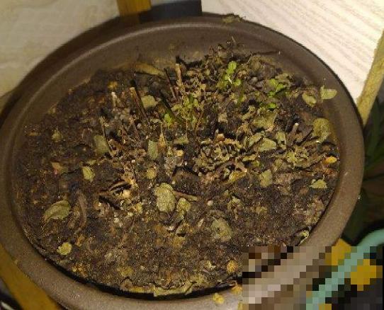 有些花，你以为还活着，其实早死了！