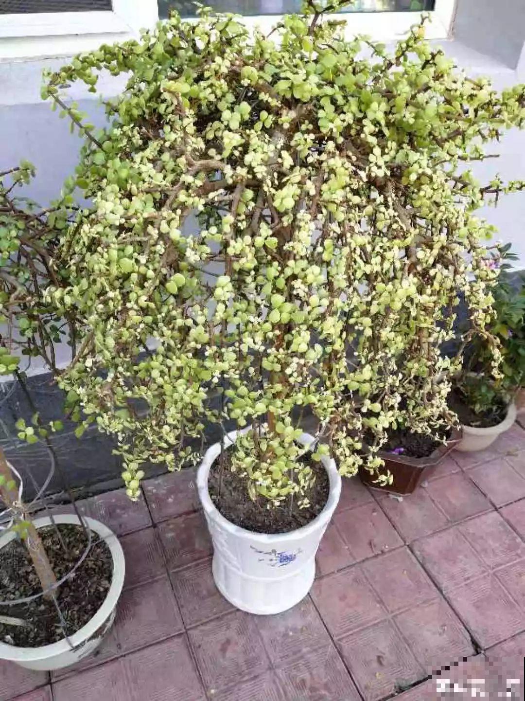 这6种花，现在扦插最好活，摘片叶子照样生根！