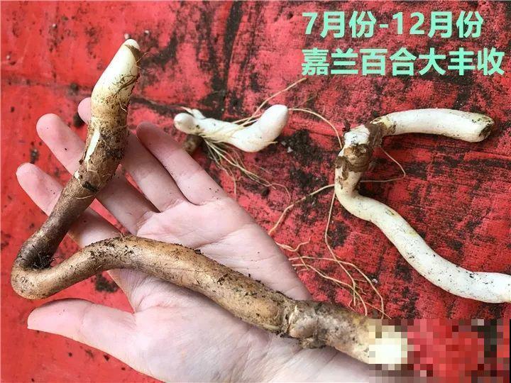 这花的根像山药棍，埋土里就活，一年后数量翻倍！