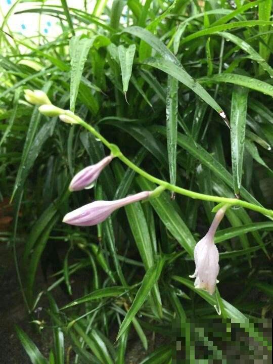 喜荫的玉簪花还要晒太阳？原来是这缘故，不照做小心叶子破相！