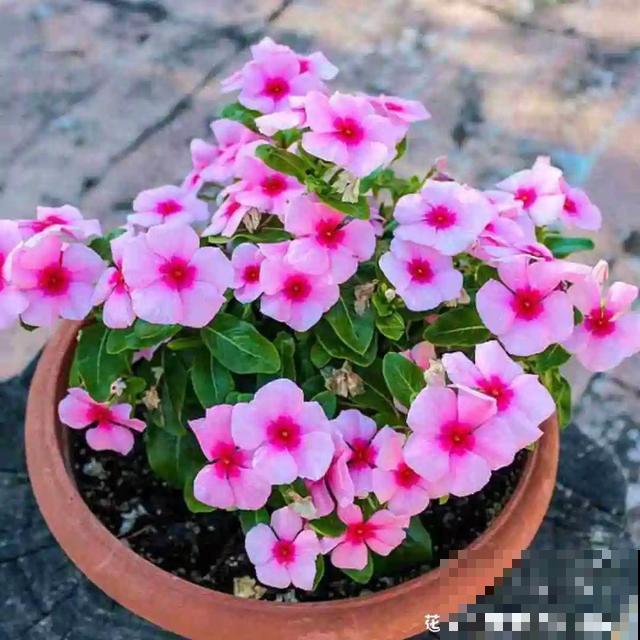 3月开始，8种花随便养，开花多长得快，新手也能养爆盆！