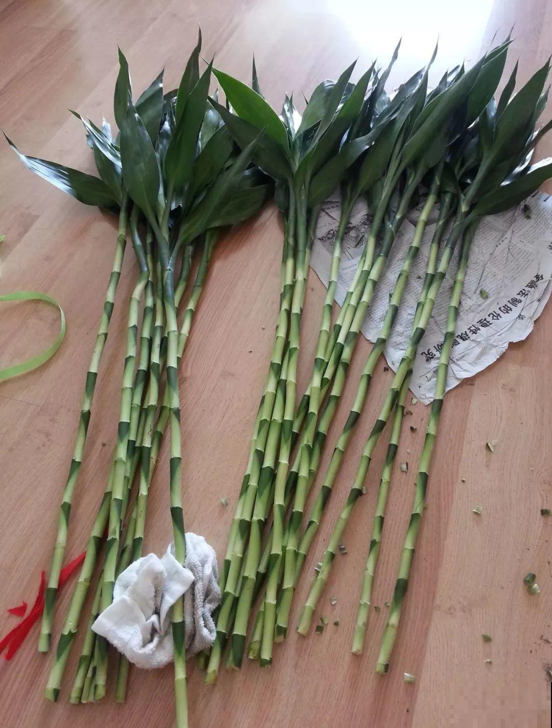 3棵茶花绑一绑，1年变成大老桩，懒人也能养成！