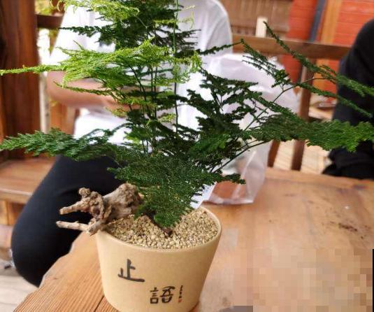 家里有这3种花，不要乱晒太阳，一晒叶子就发黄！