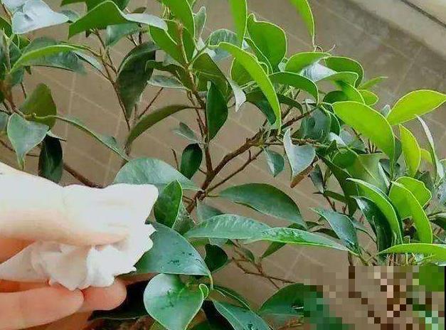 你家花总是面黄肌瘦？就因为不给它搓澡，赶紧拿抹布上阵！