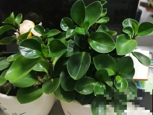 这4种花脸皮厚，不能让它长太高，个子矮点才健康！