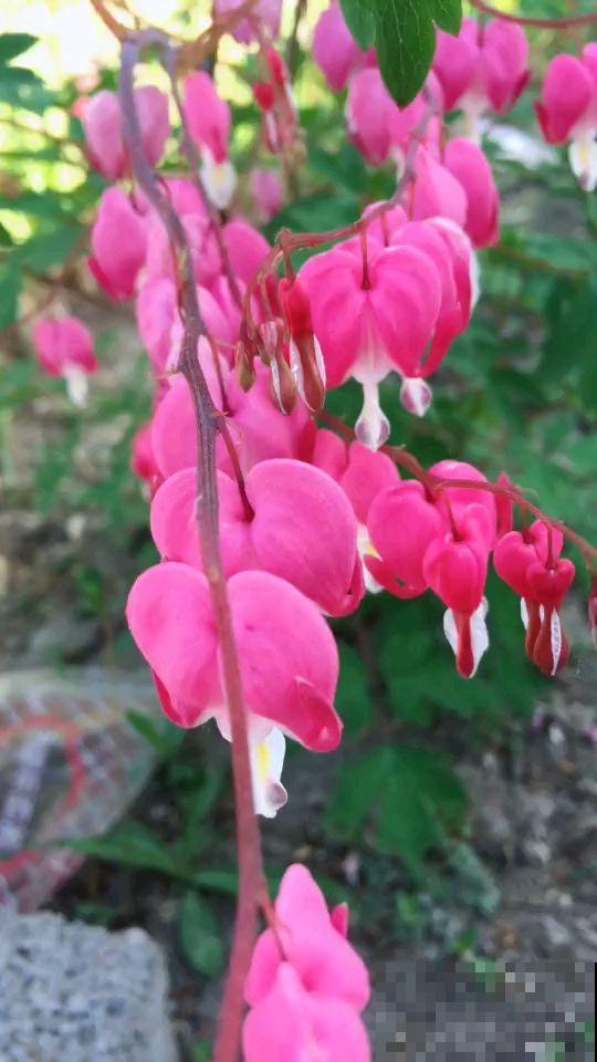 开花像“小荷包”的花，叶子却像牡丹，特吸引人