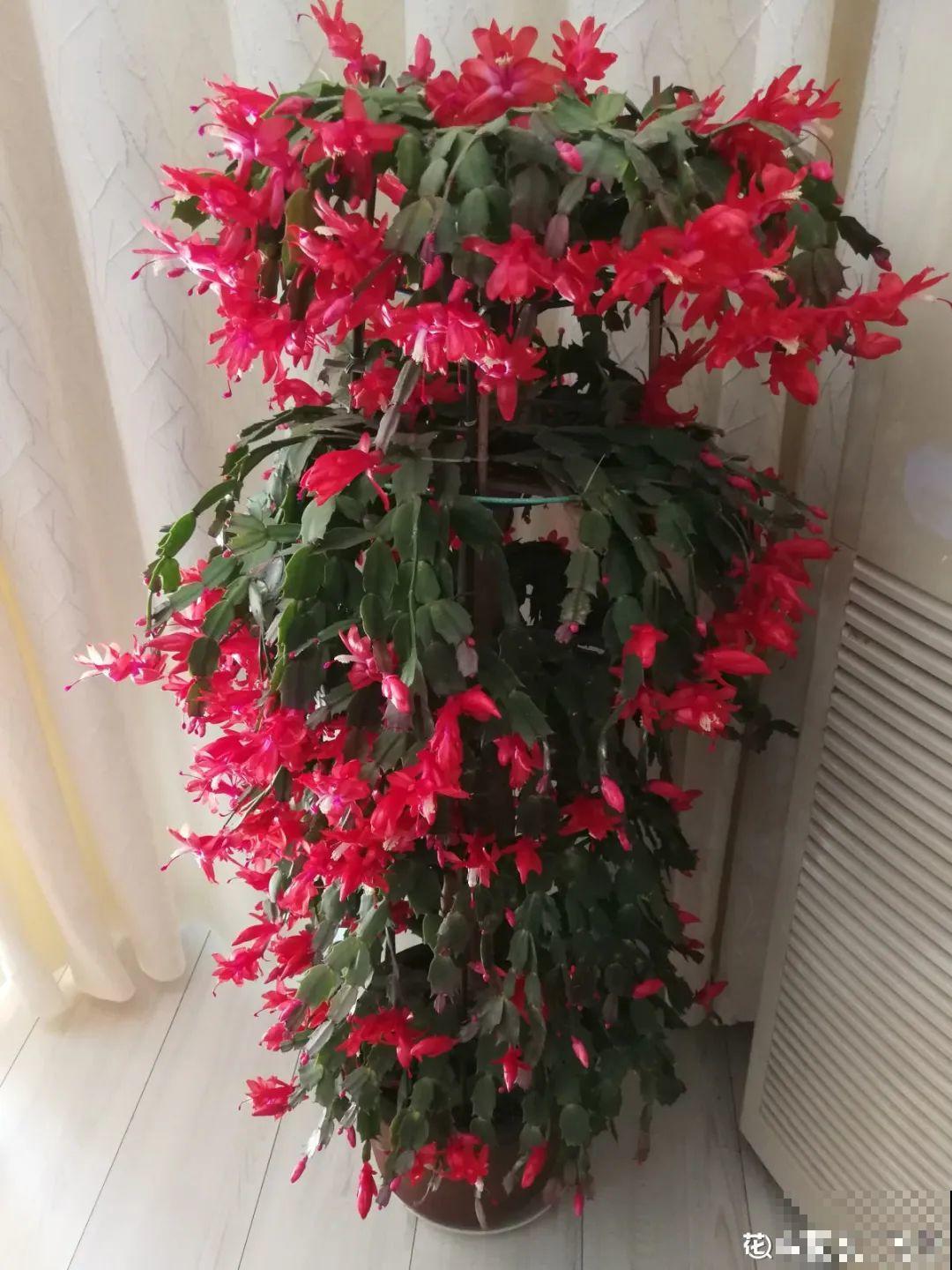 1棵长寿花，冒出124个花箭，开花开成大锅盖，咋养的？