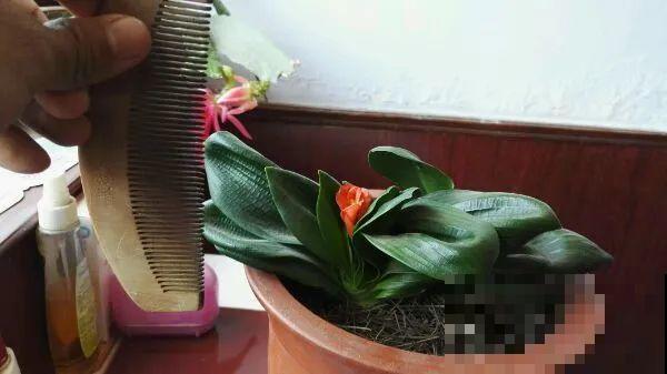 这还是头一回见，养了24年的君子兰，只有拳头大小！