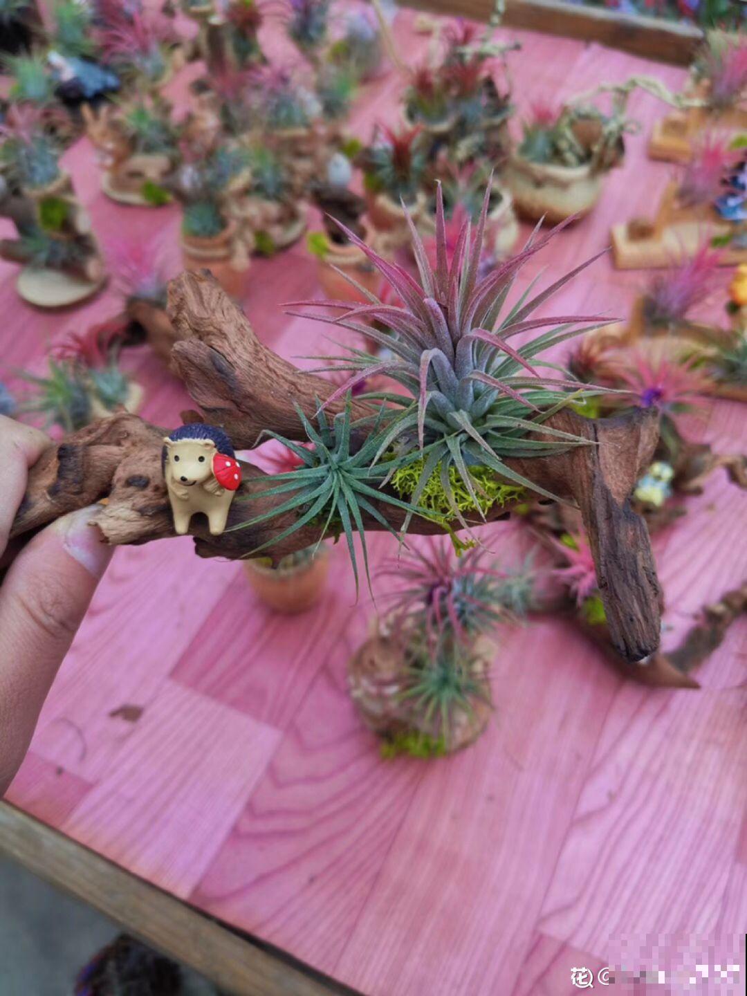 这花真好养，只吃空气就能活，最适合懒人养了！