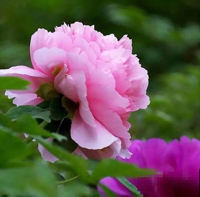 这花“体积大”，适合种在大盆里，盆越大花长得越旺