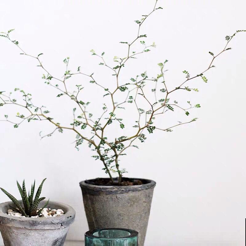 这三种花叶子像油画，看起来特精致，养在家里添气质