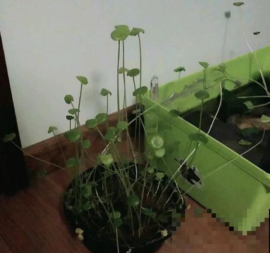 铜钱草剃光头晒一晒，3天就出叶，7天长成小森林！