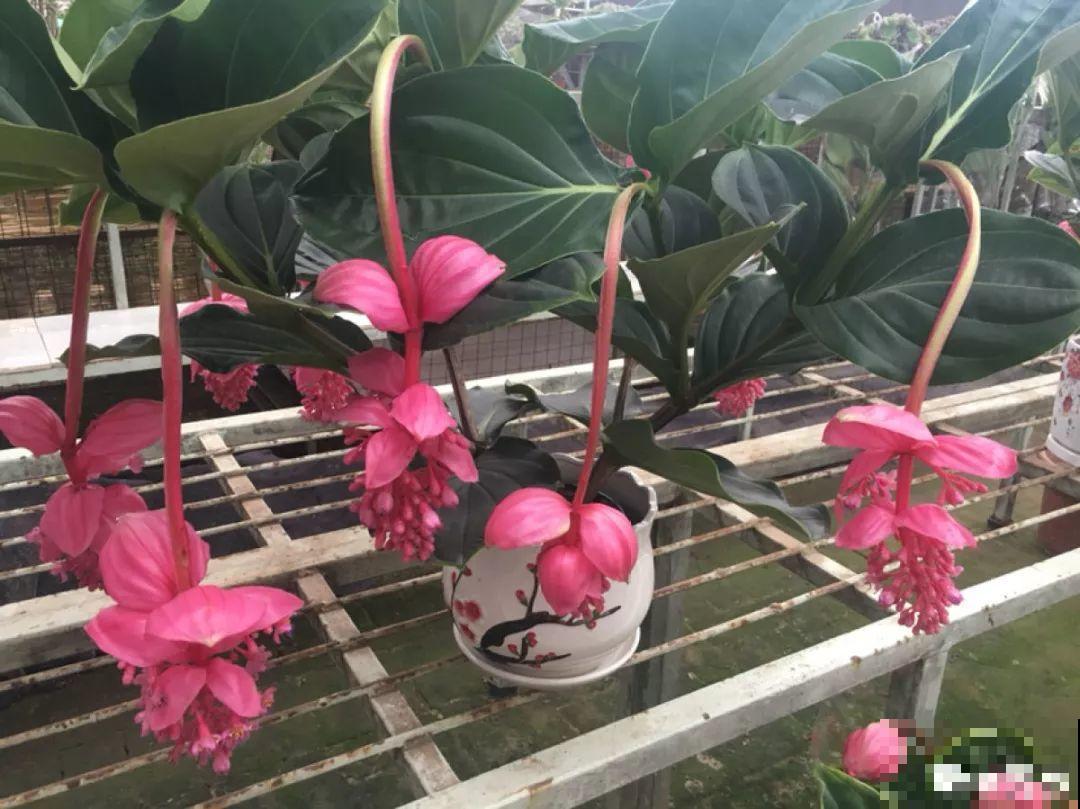 10种过年养的花，花市找不到，谁见了都稀罕！