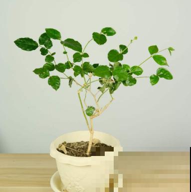 家里养茉莉花，什么时候换盆和修剪，才能长得郁郁葱葱？