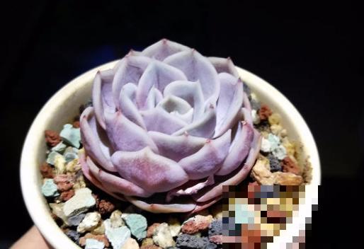 当年的贵货多肉，变成了烂大街的便宜货，暴风哭泣！