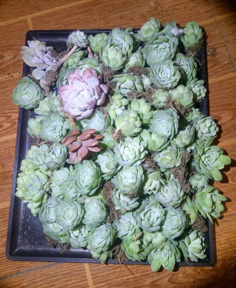 1块5毛钱的多肉，3年后养成了这样，对比太明显！
