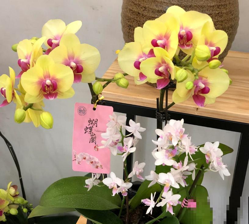 春节7种花开得旺，花期能维持大半年，你家有没有？