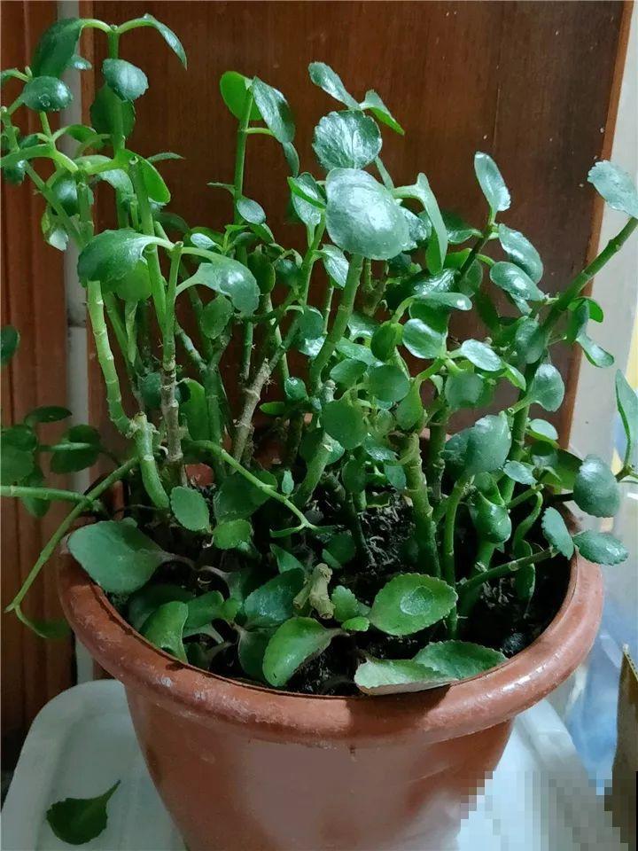 长寿开花不过瘾，学会1招，花苞多的能盖叶！