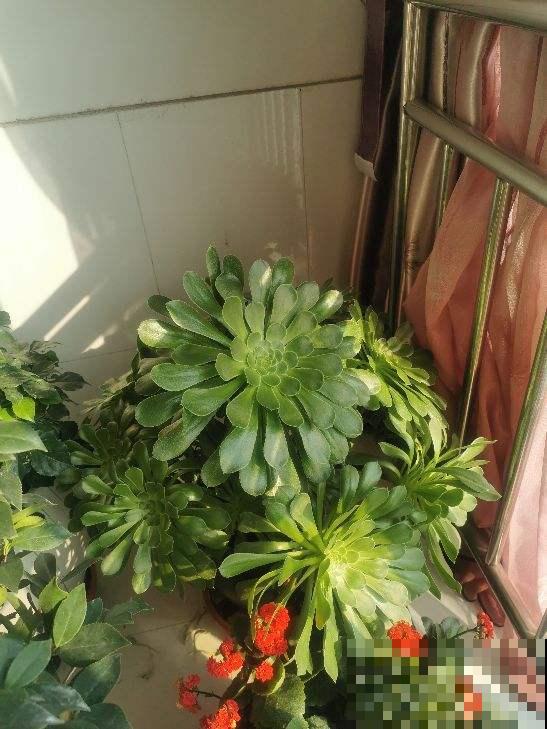 养花浇水7分功，不能大意，否则植物喝不饱水