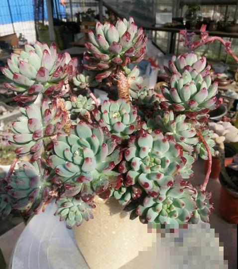 养了6年多肉，我是如何一步一步，从小白变成高手的！