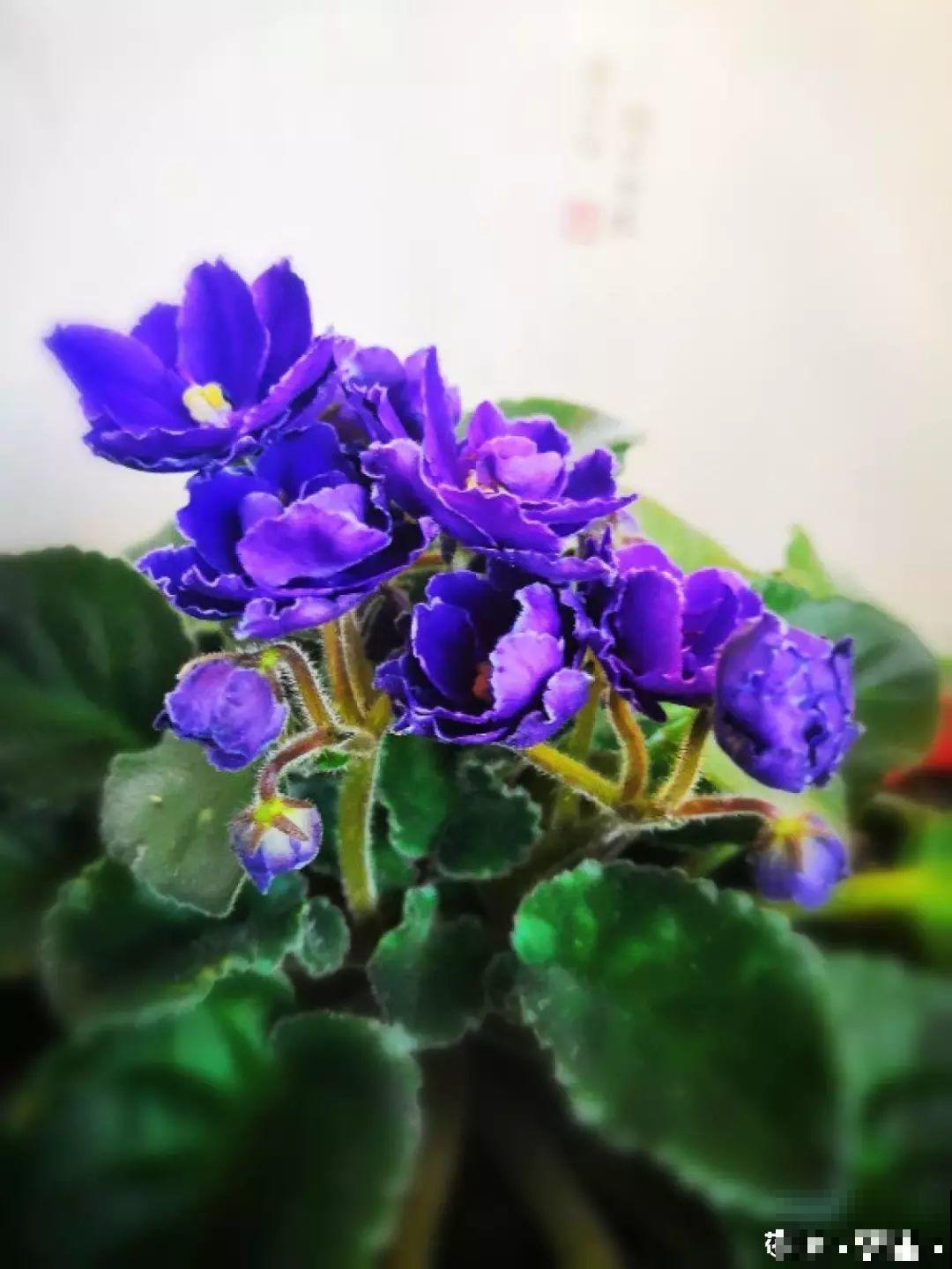 最长寿的9种花，一年四季都在开，剪了之后还能接着开！