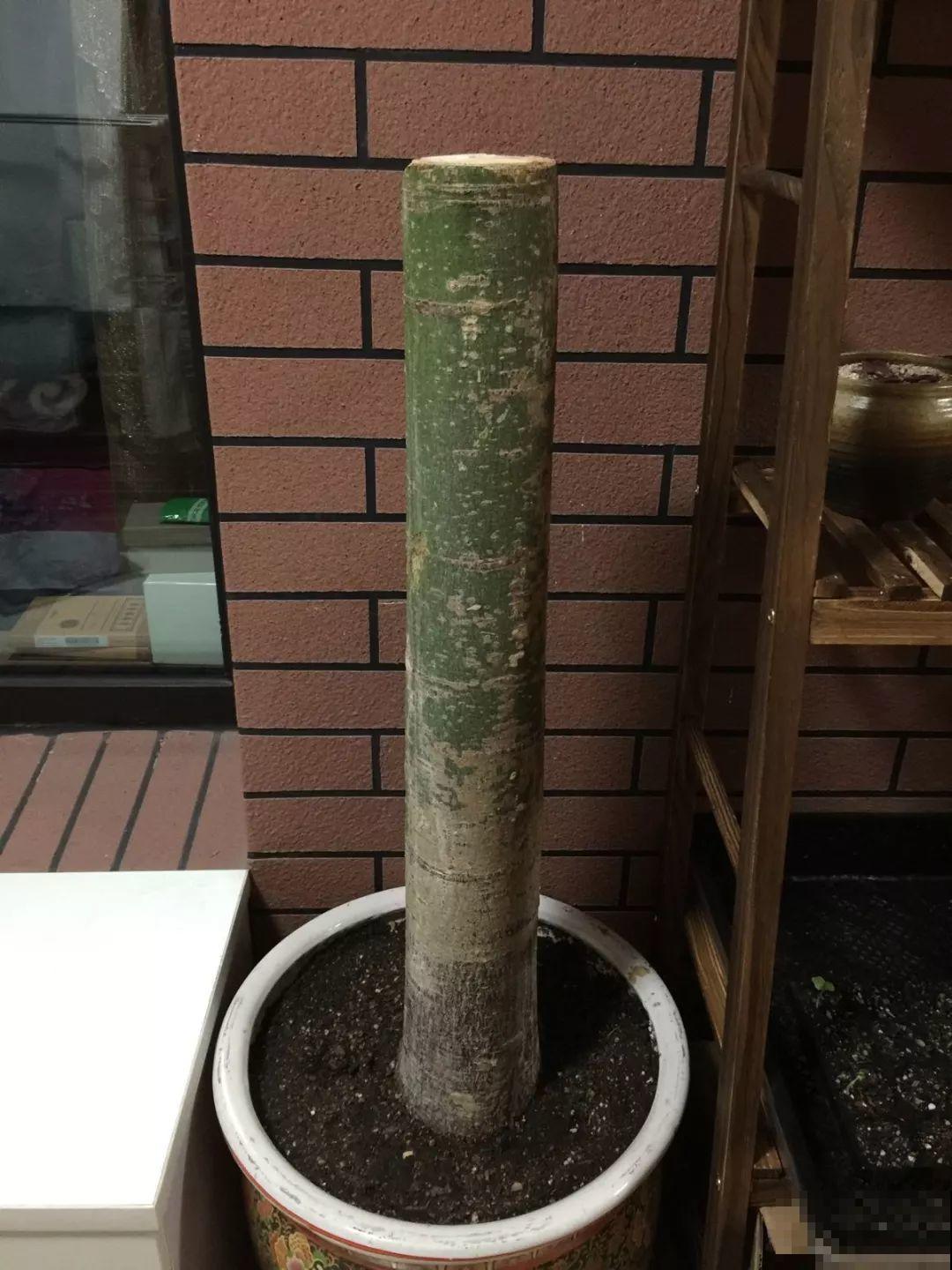 给花狠心剃光头，新芽呼呼冒，1年变老桩！