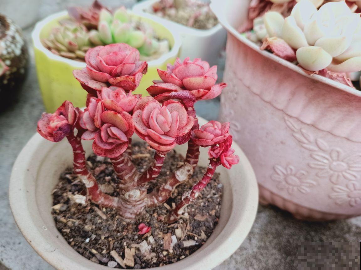 这花不一样，太阳越晒，叶子越红，养在家里像个艺术品