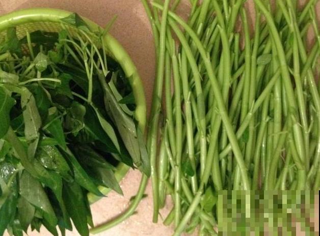 这菜吃不完就扔花盆里，1个月后又能吃，长势茂盛收获不断！