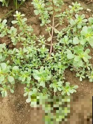 春天野菜蹭蹭冒，房前屋后都在长，半袋子就能炒盘菜