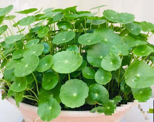 5种招财植物，叶片长得像铜钱，寓意财源滚滚来！